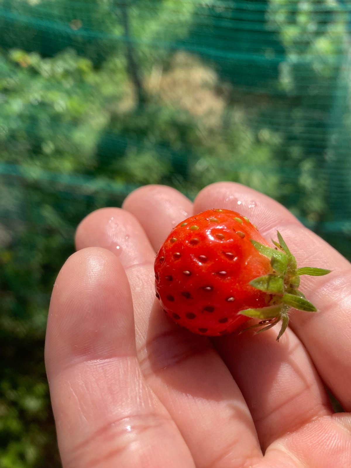 手のひらにのせた、とれたてのいちご